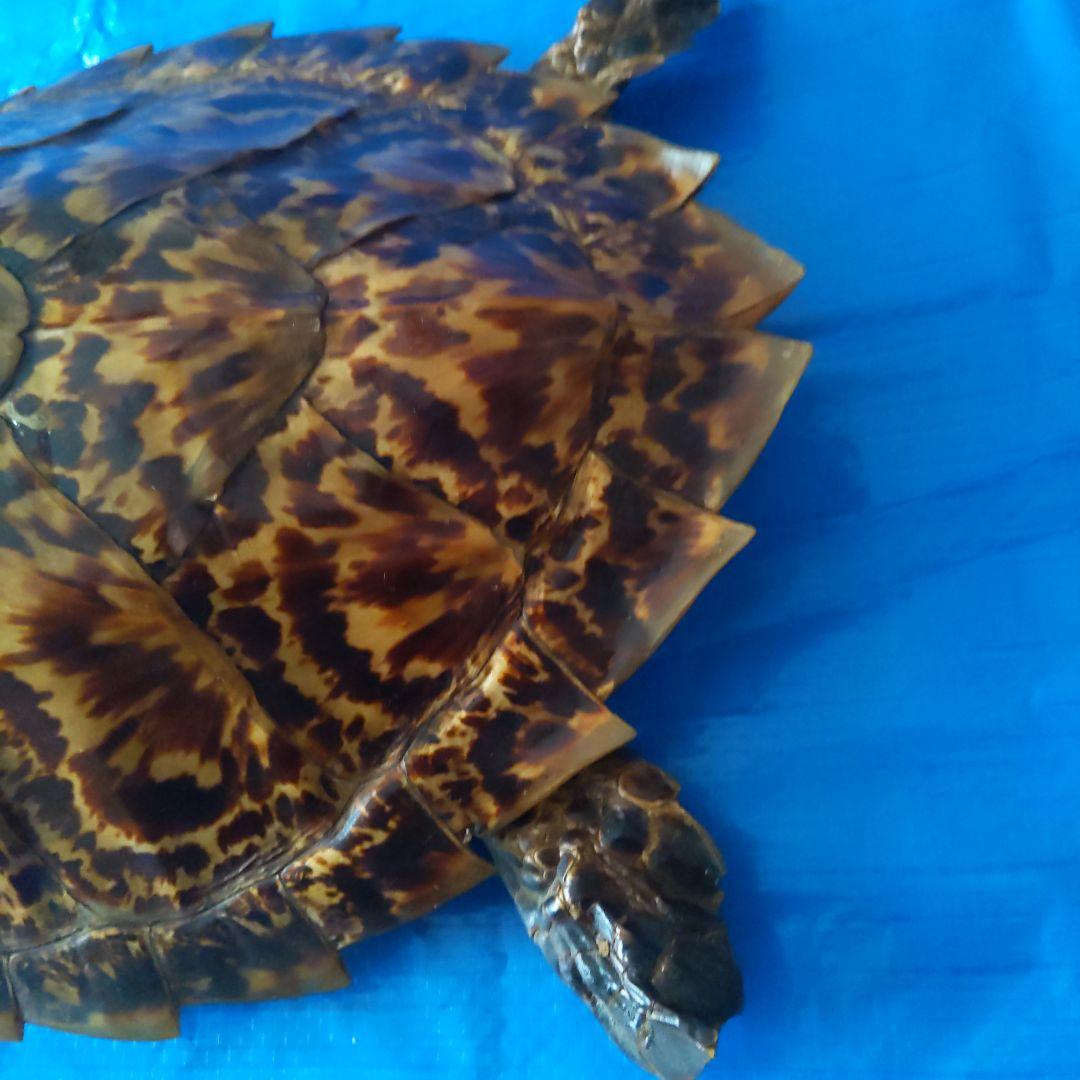 ②うみがめ〚タイマイ〛の剥製　 　壁掛けフックつき