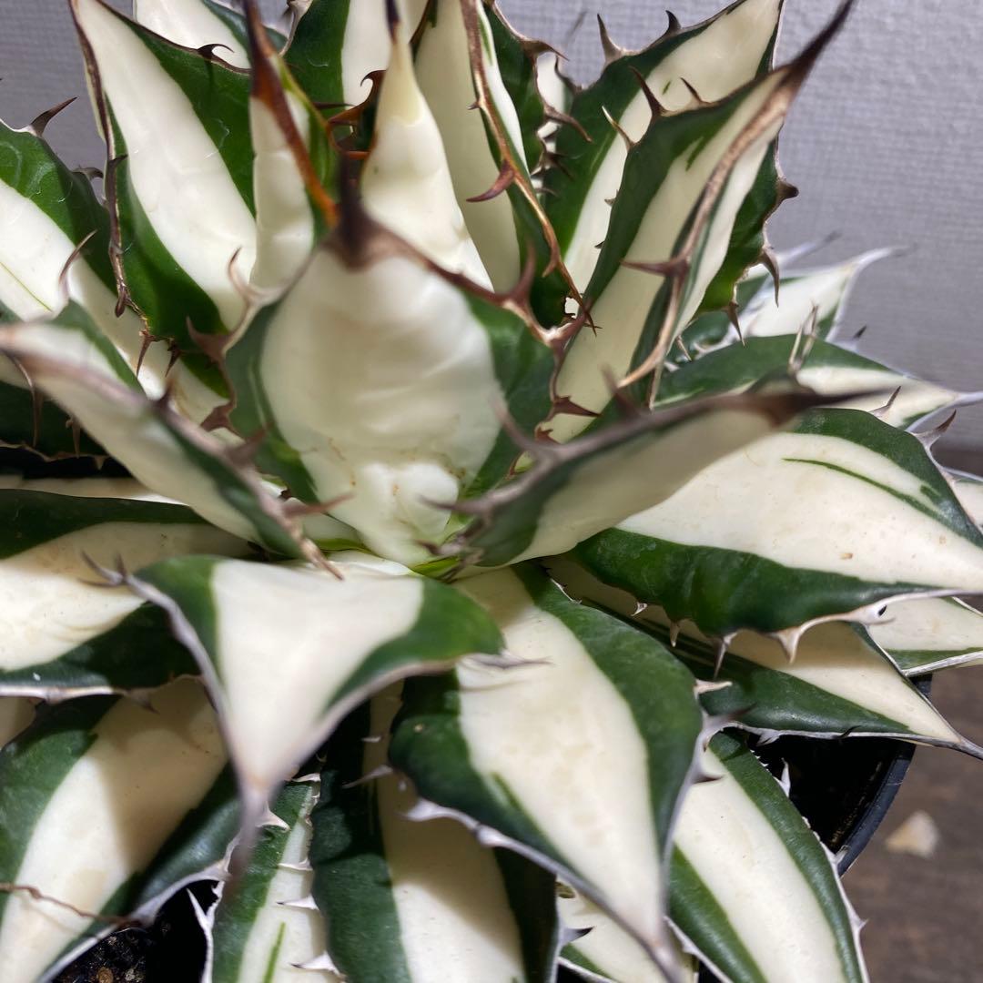 アガベ　ホリダ白中斑入　極上ラスト