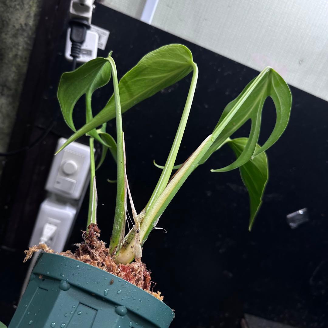 ち*か様 モンステラデリシオーサバールマルクスフレーム4号鉢植え大株美株レア