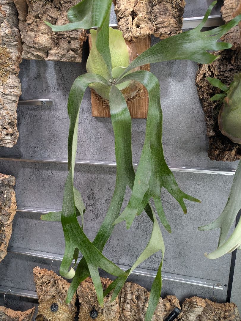 P.willinckii ' baileyi ' ベイレイ ビカクシダ