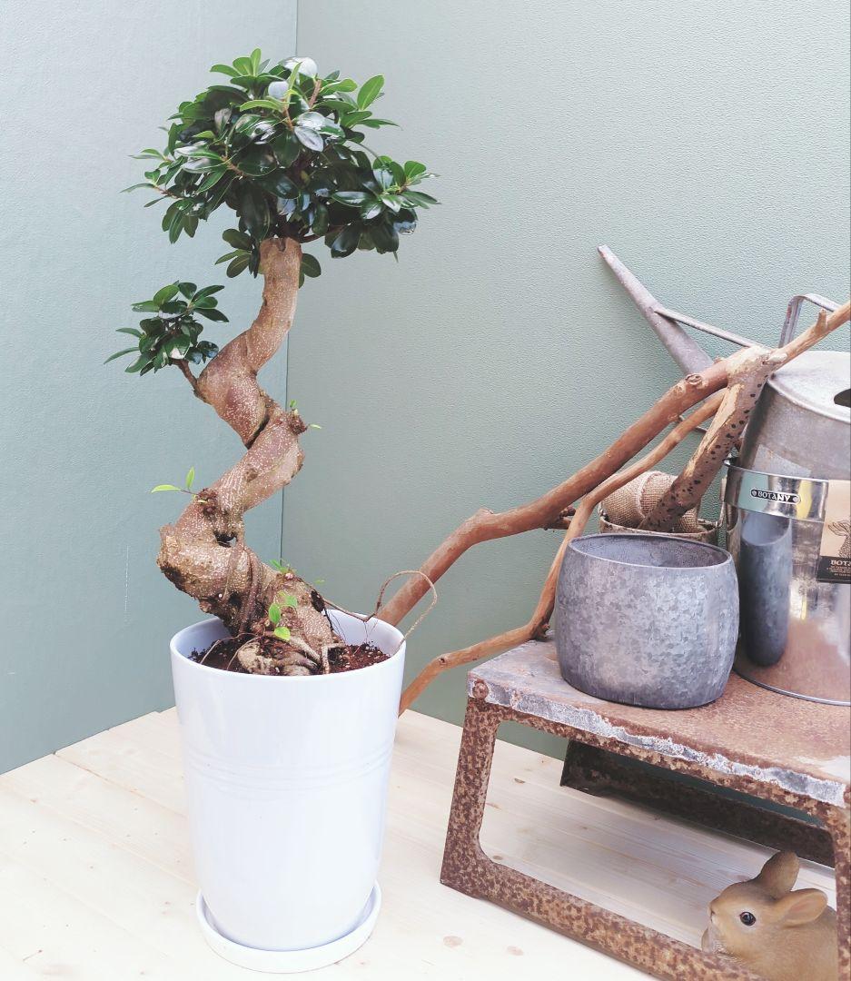 やっちゃん (現品)ガジュマル曲がり 昇り龍 ８号 太幹 曲線