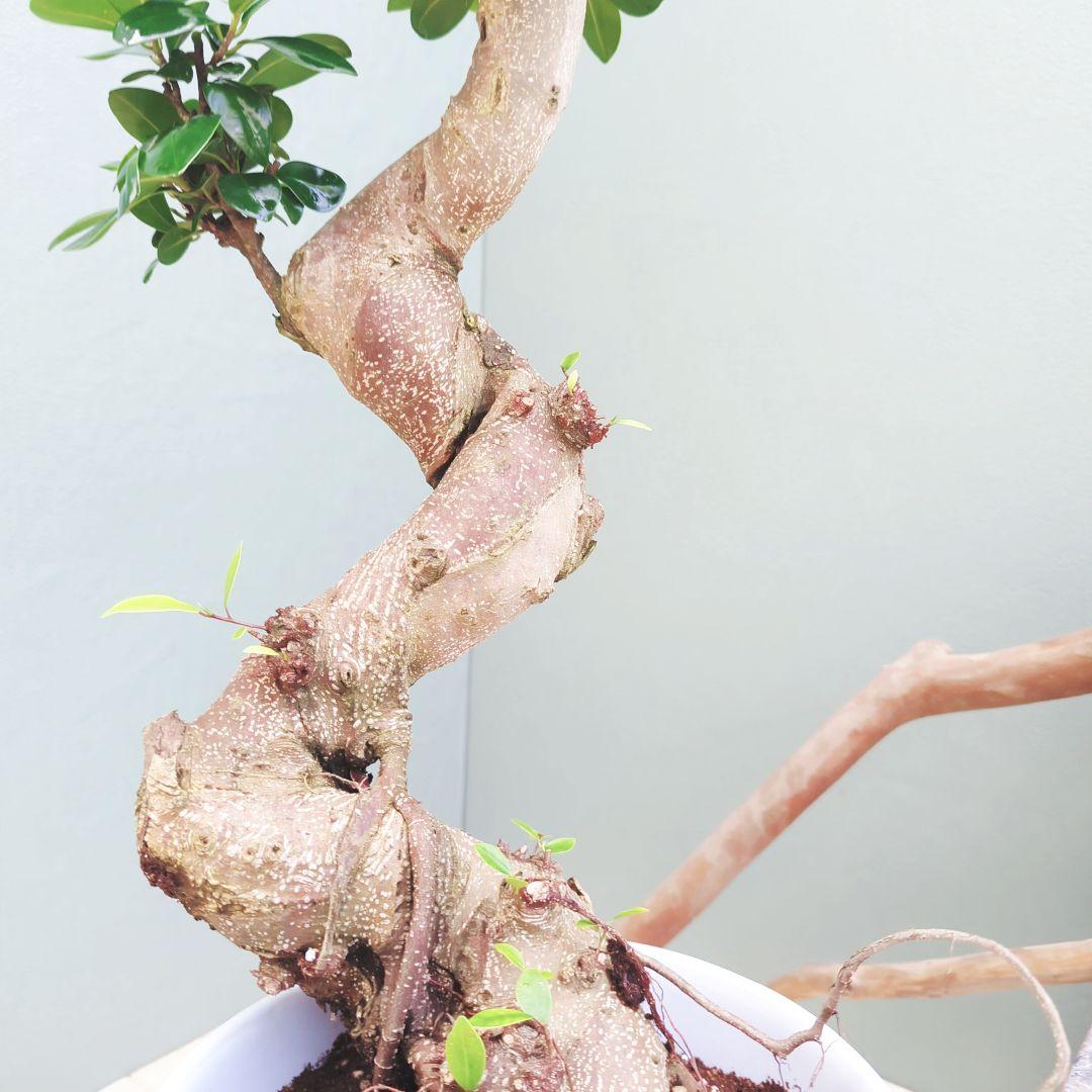 やっちゃん (現品)ガジュマル曲がり 昇り龍 ８号 太幹 曲線