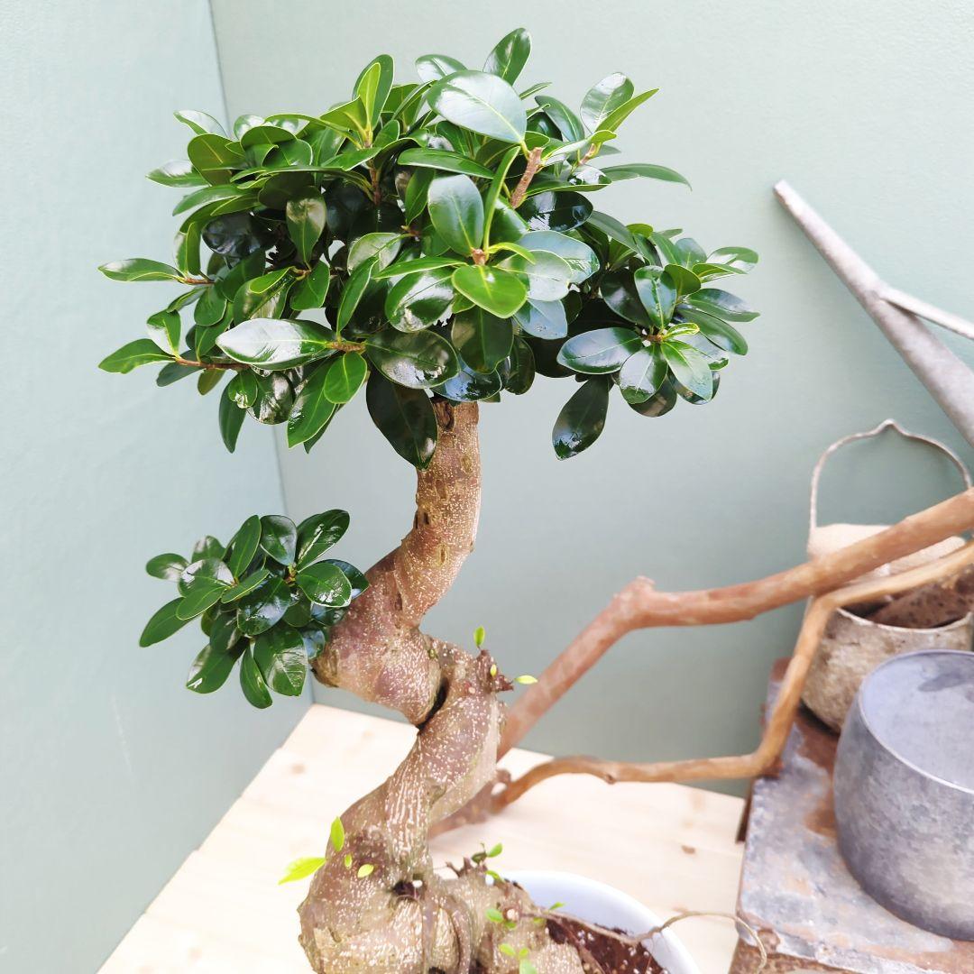 やっちゃん (現品)ガジュマル曲がり 昇り龍 ８号 太幹 曲線