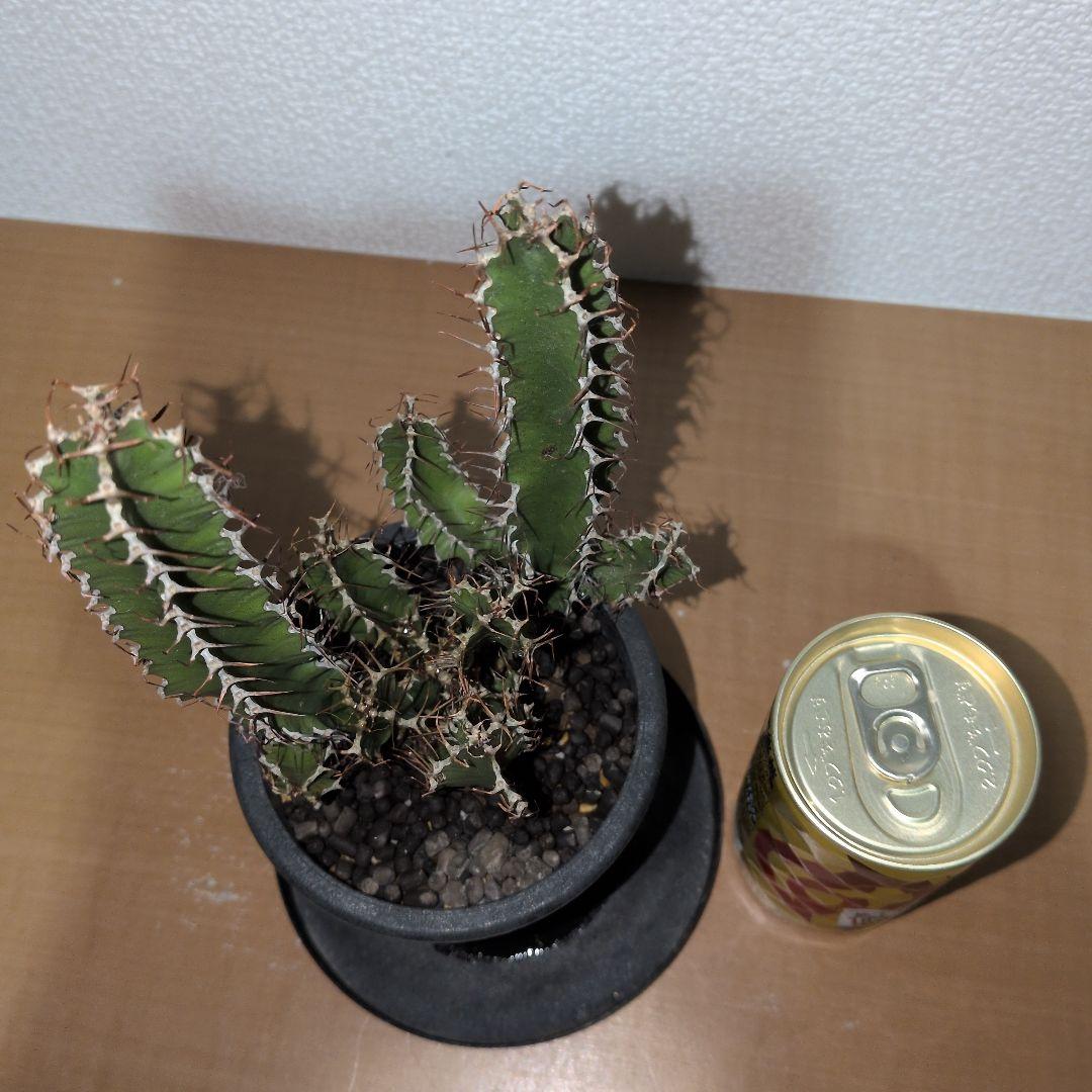 ユーフォルビア　ムランジーナ　実生 （鉢付き)