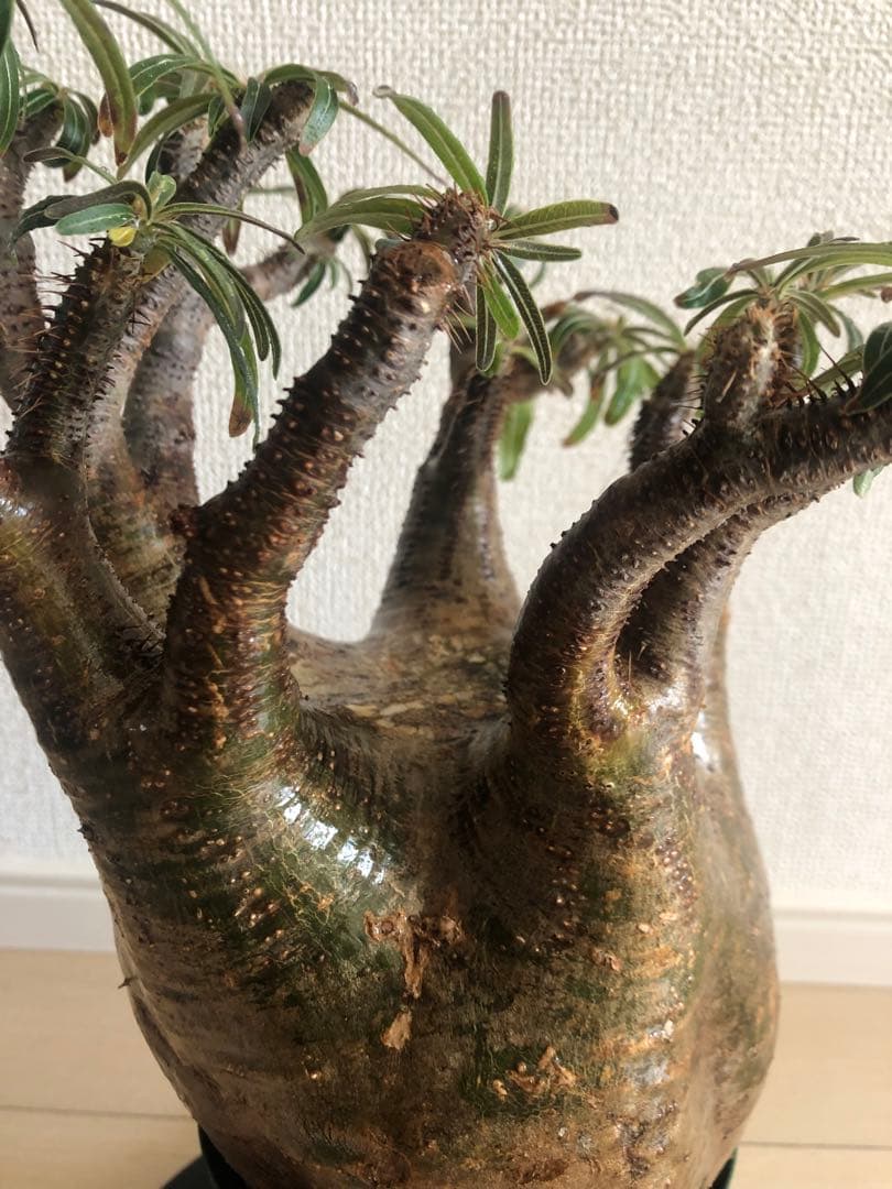 【塊根植物】パキポディウムグラキリス現地株発根済み大株