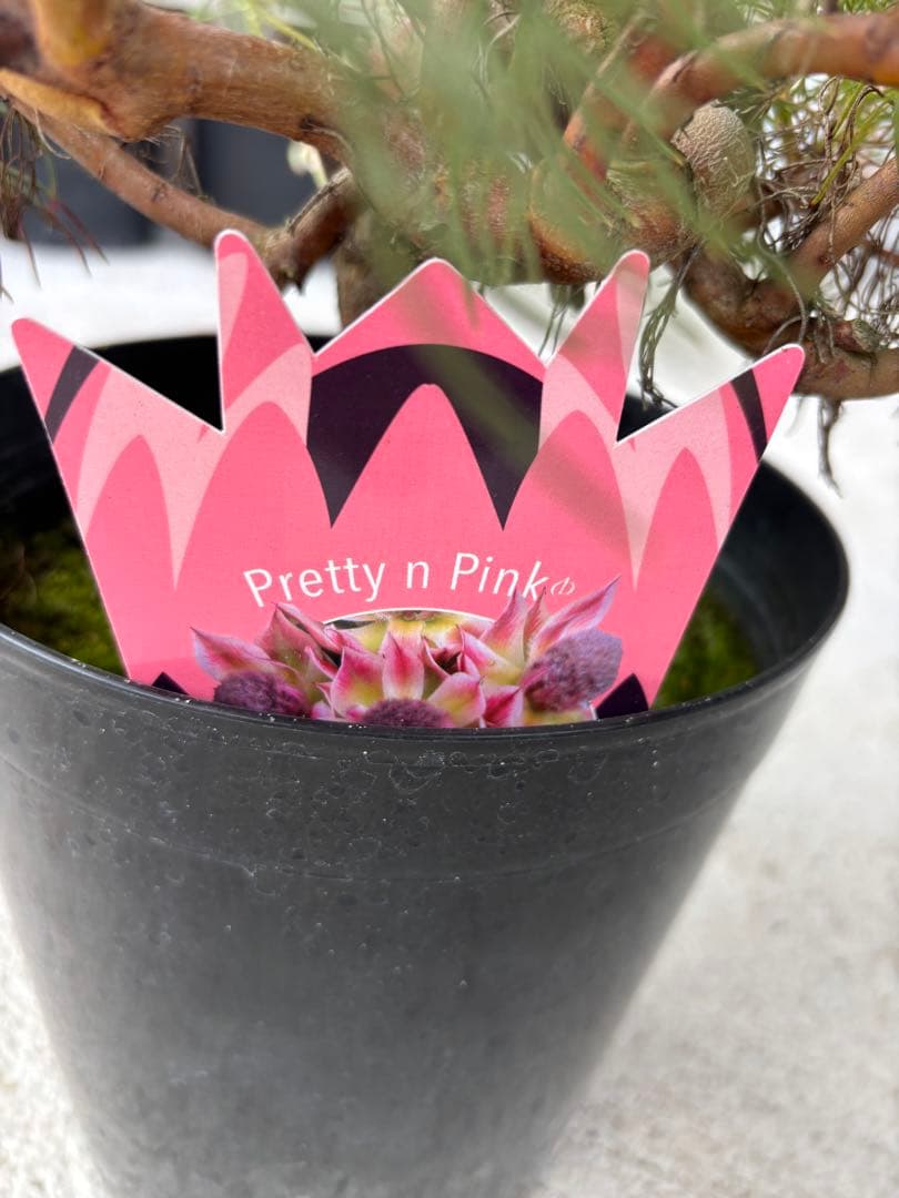 セルリア　プリティーインピンク　8号大株　2