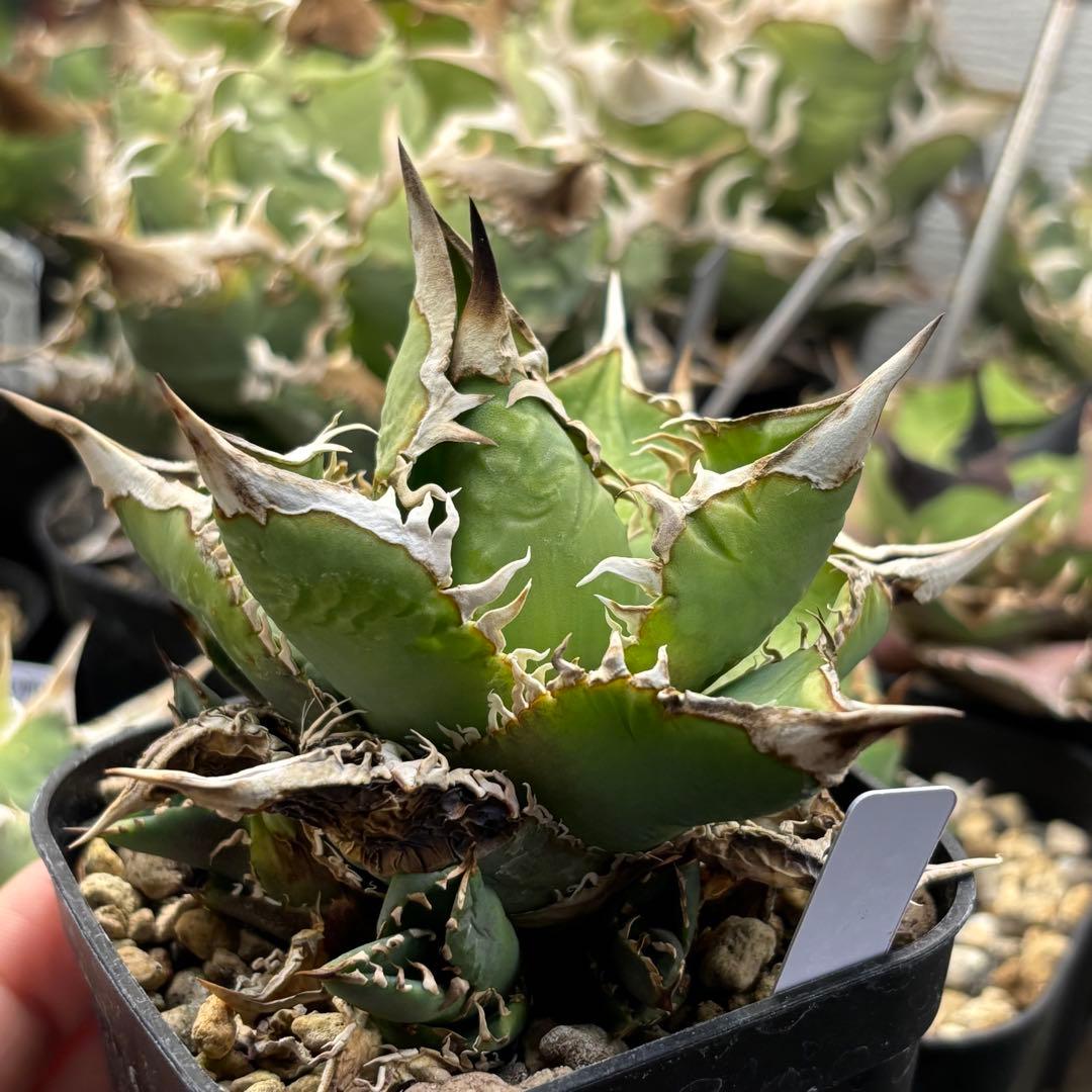 アガベ　穿山甲　子株