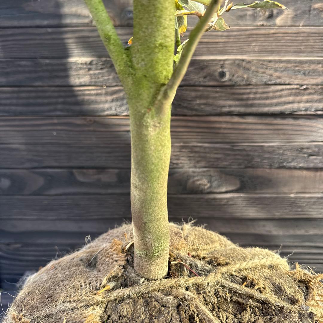 ヤマコウバシ/良形株【現品発送】管理70763