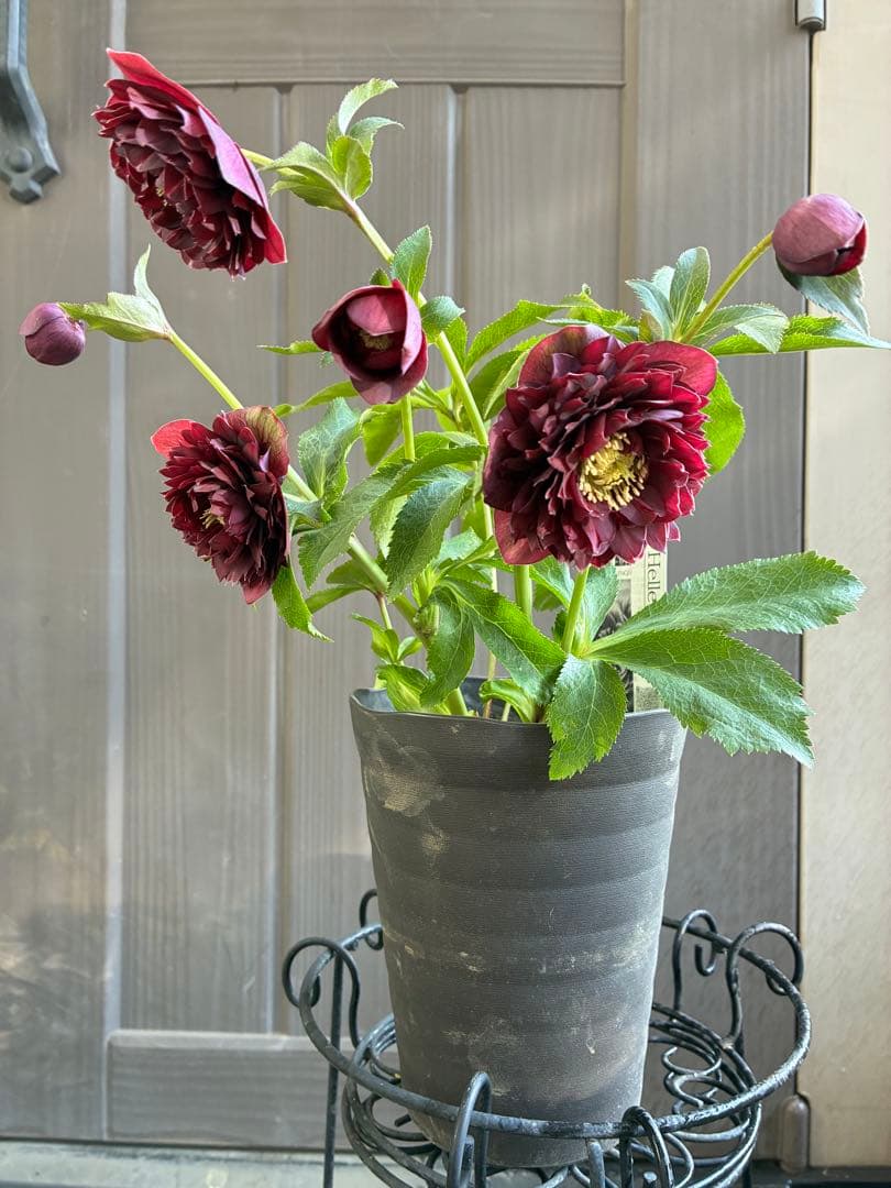 広瀬園芸　クレオパトラ系ダブル　超美人株