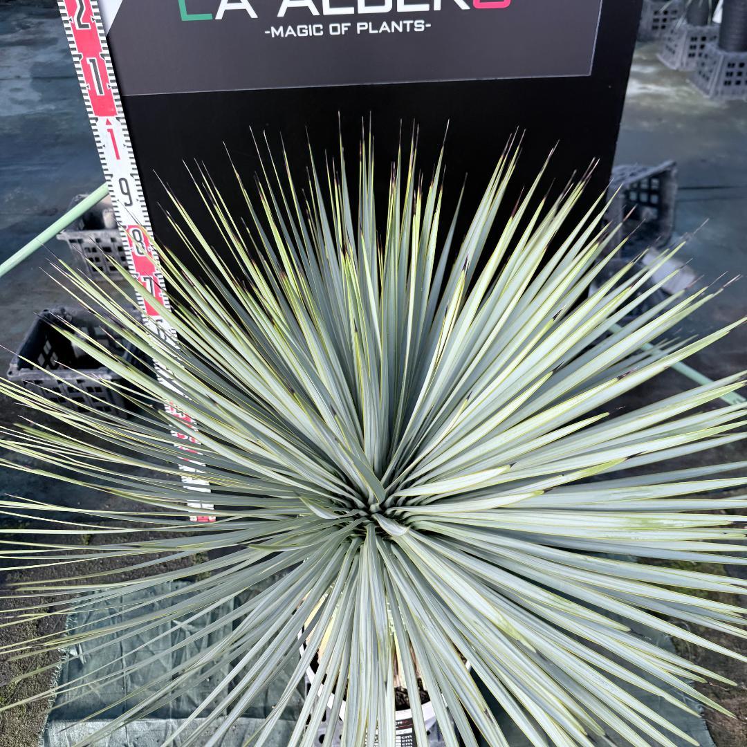 【AL F-1136】ユッカ　ロストラータ　美形　超超極太個体　シルバーブルー