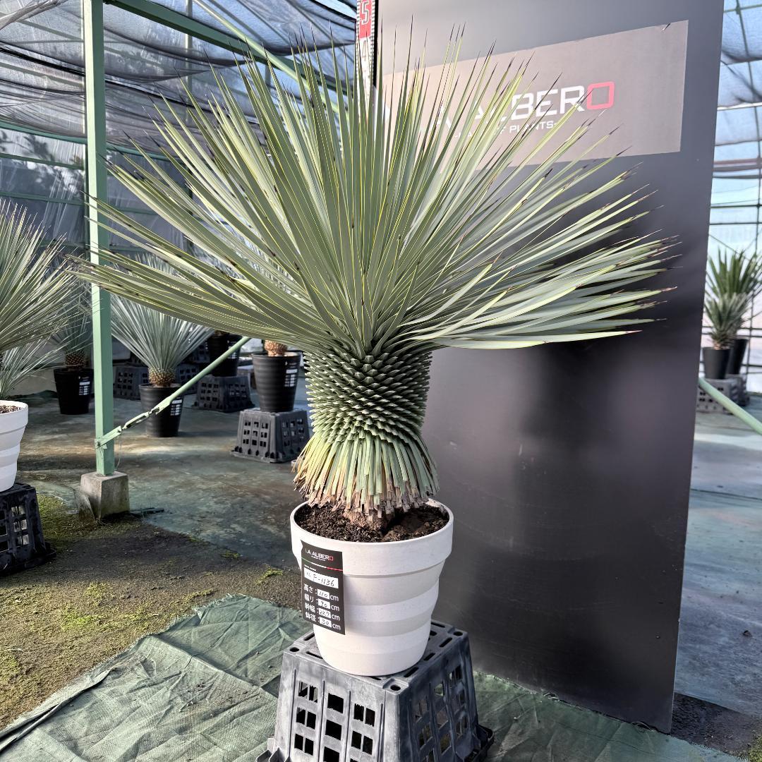 【AL F-1136】ユッカ　ロストラータ　美形　超超極太個体　シルバーブルー