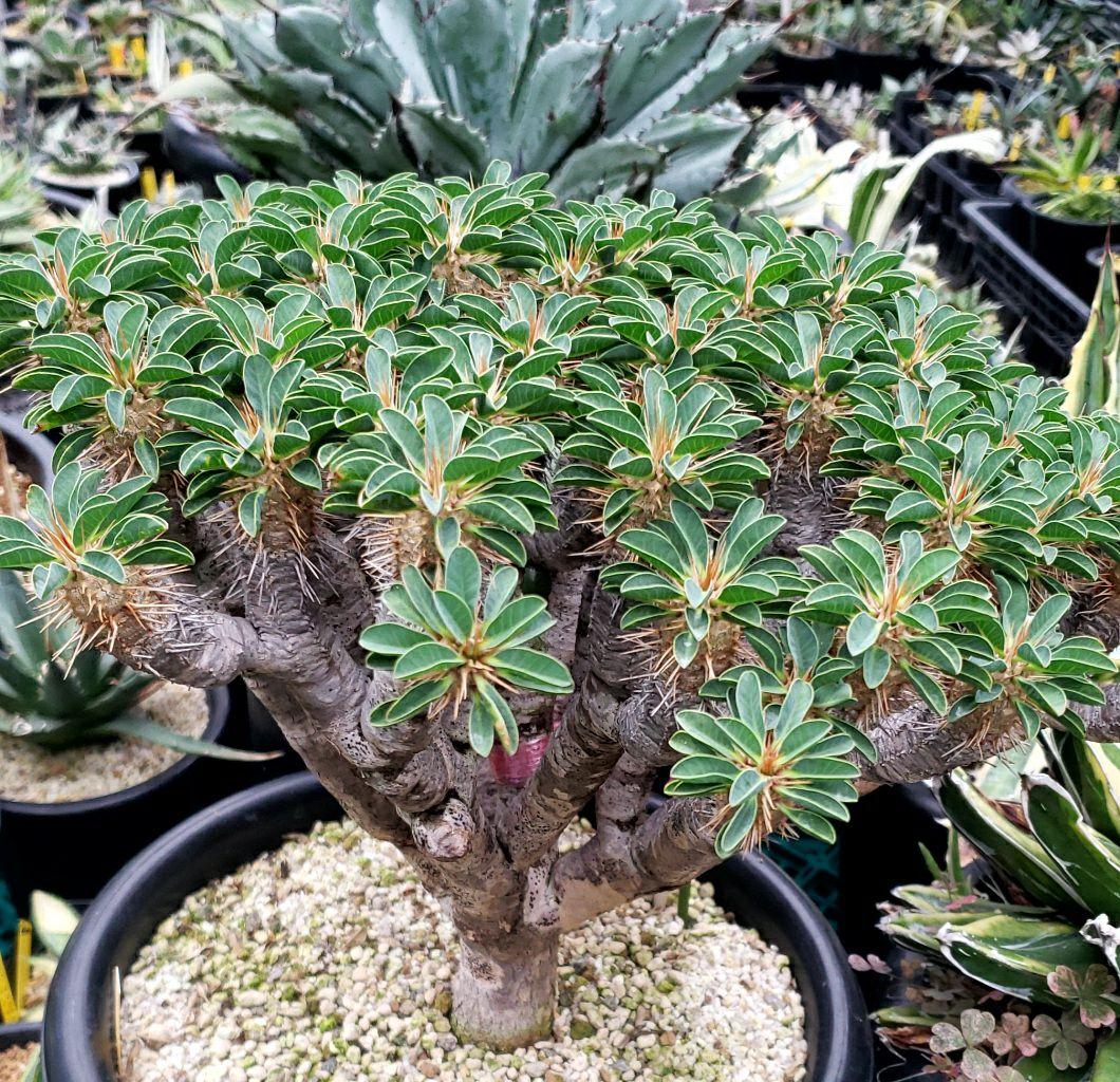 ユーフォルビア　ギラウミニアナ現地大株