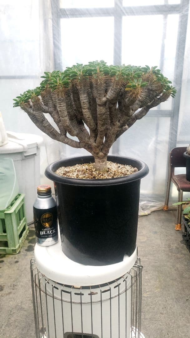 ユーフォルビア　ギラウミニアナ現地大株