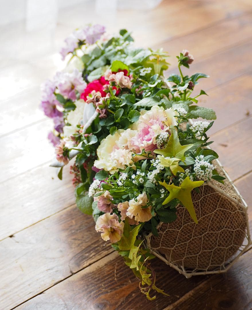 【お値引品】ビオラとジュリアンのマルチな寄せ植え