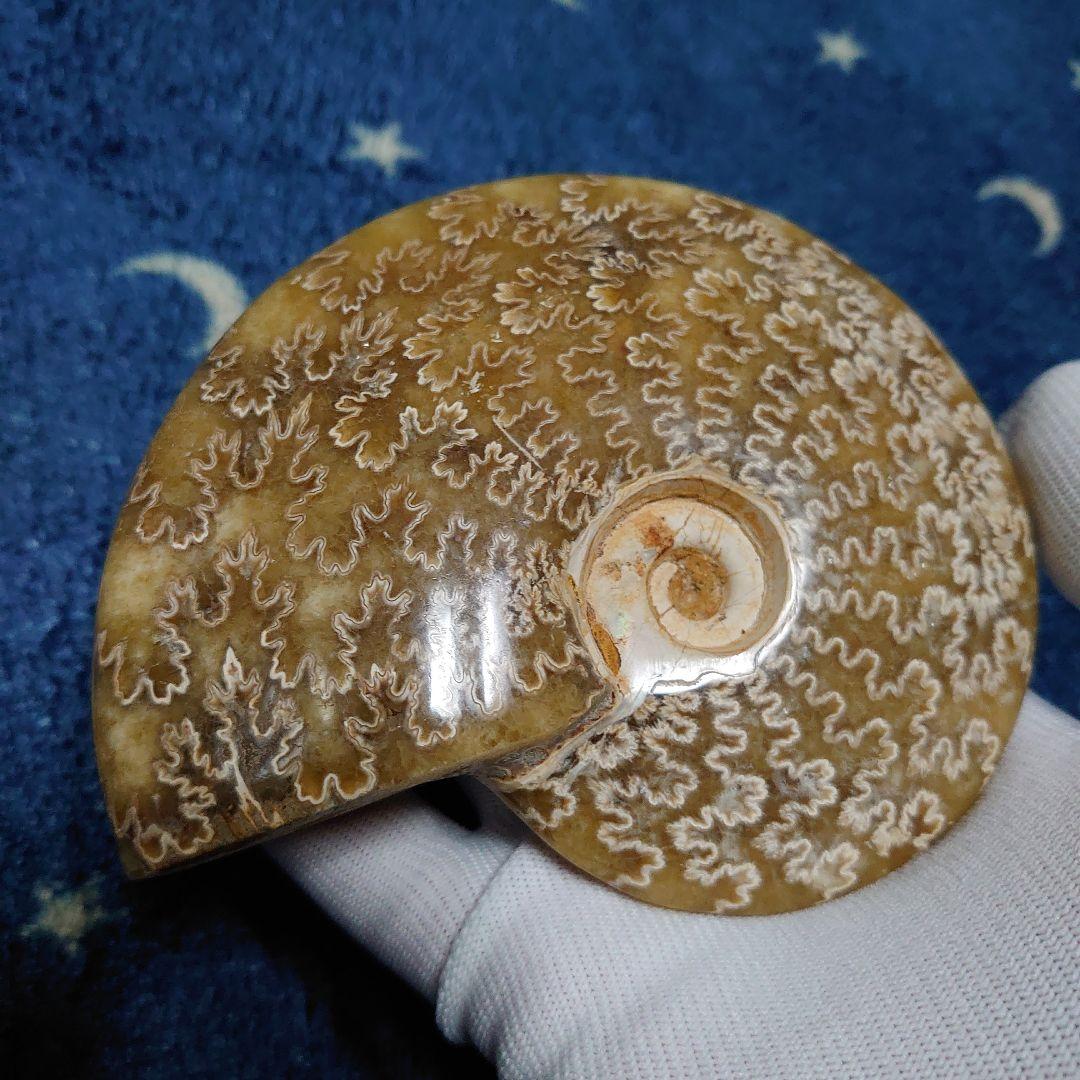 アンモナイト化石