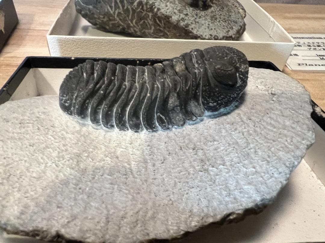 古*代様 化石 4点/ 三葉虫 デボン紀中期 / 産地 モロッコ Issoumo