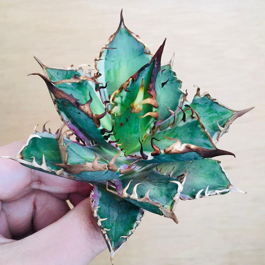 【稀少】1 レッドキャットウィーズル錦 多色斑 極上強棘 TC アガベ チタノタ