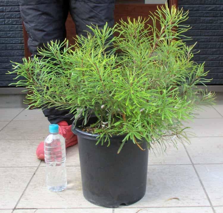 【現品】バンクシア・スピヌノーサ・ヘアピン（ヘアピンバンクシア）8号　４E番