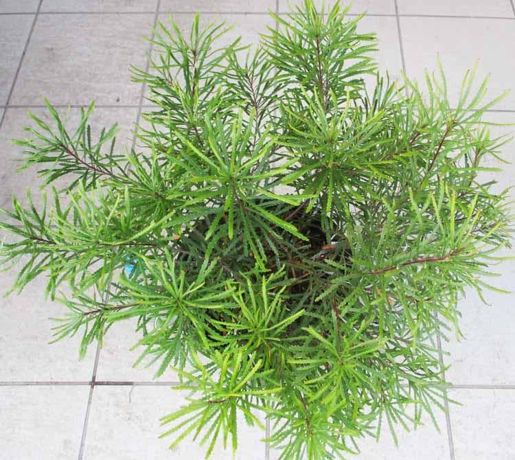 【現品】バンクシア・スピヌノーサ・ヘアピン（ヘアピンバンクシア）8号　４E番