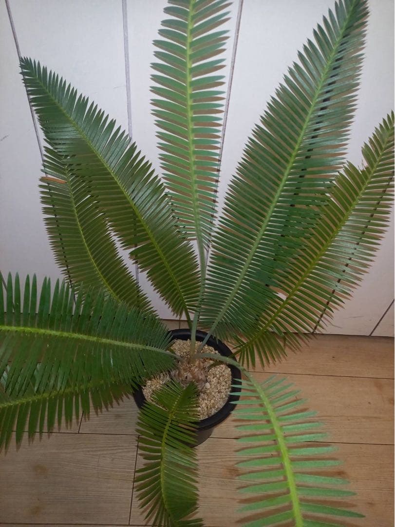 ディオーン　エデュレ