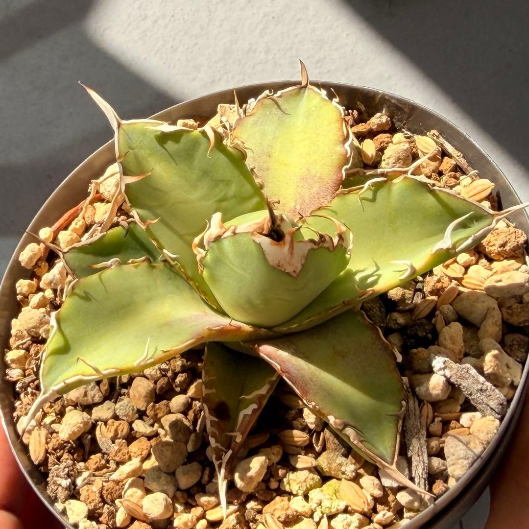 専用　ウリエル実生子株