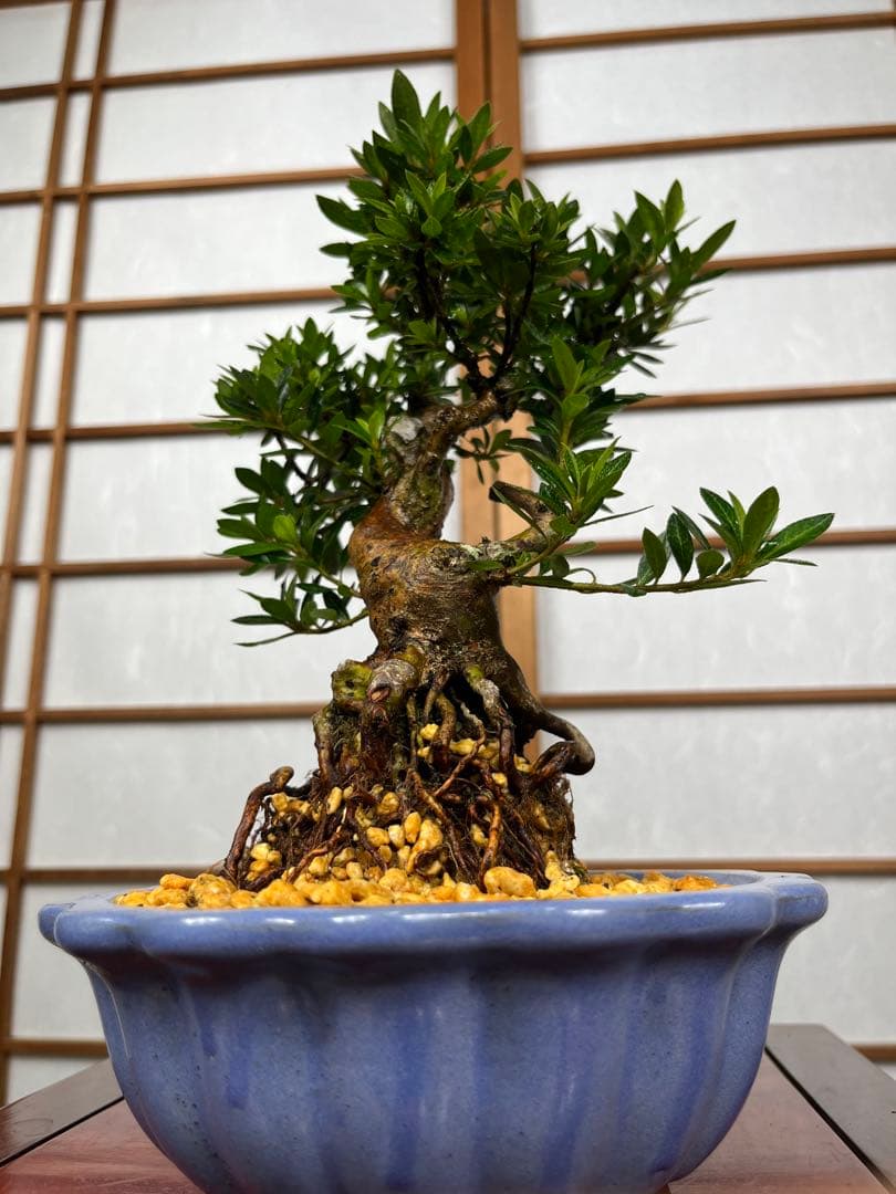 皐月 \"大盃(おおさかずき)\" 根上がり 小品盆栽向け 素材