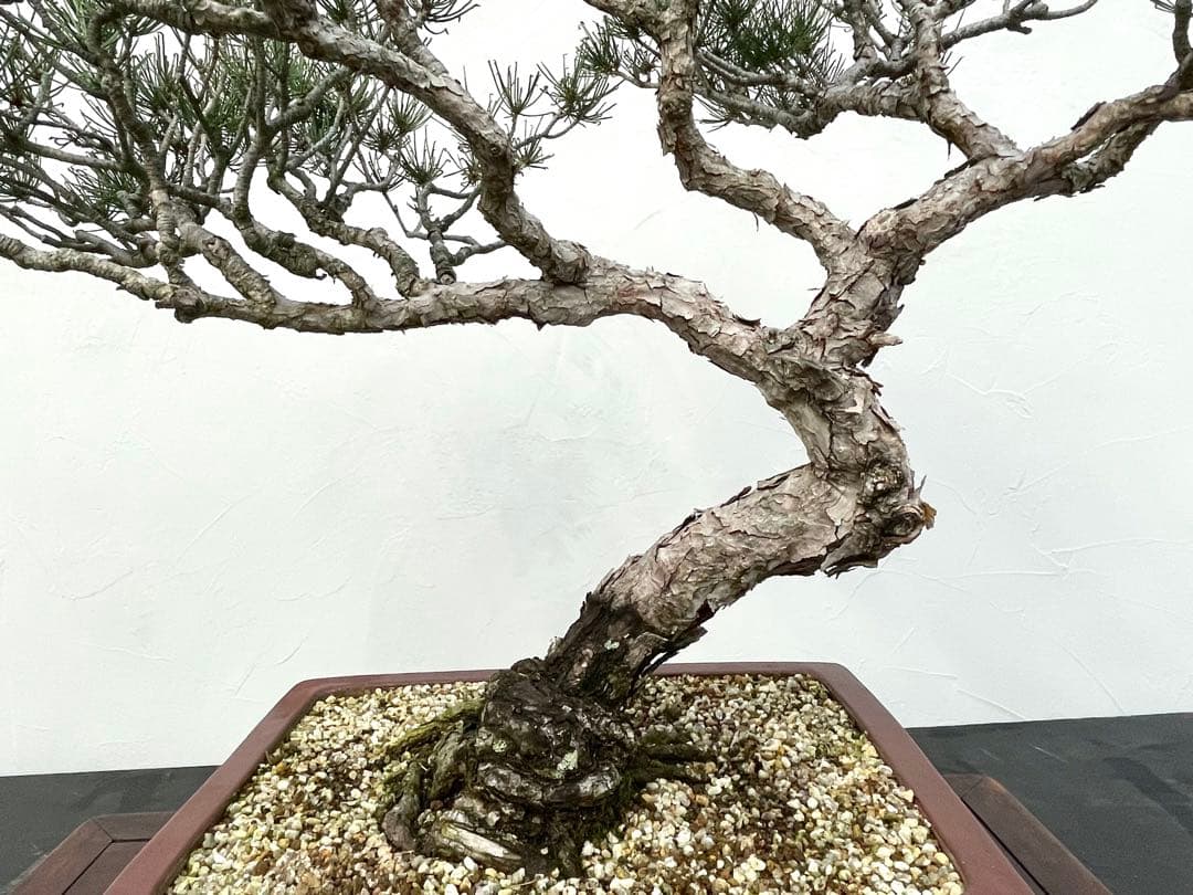 三河盆栽　折鶴松　おりづるまつ　盆栽