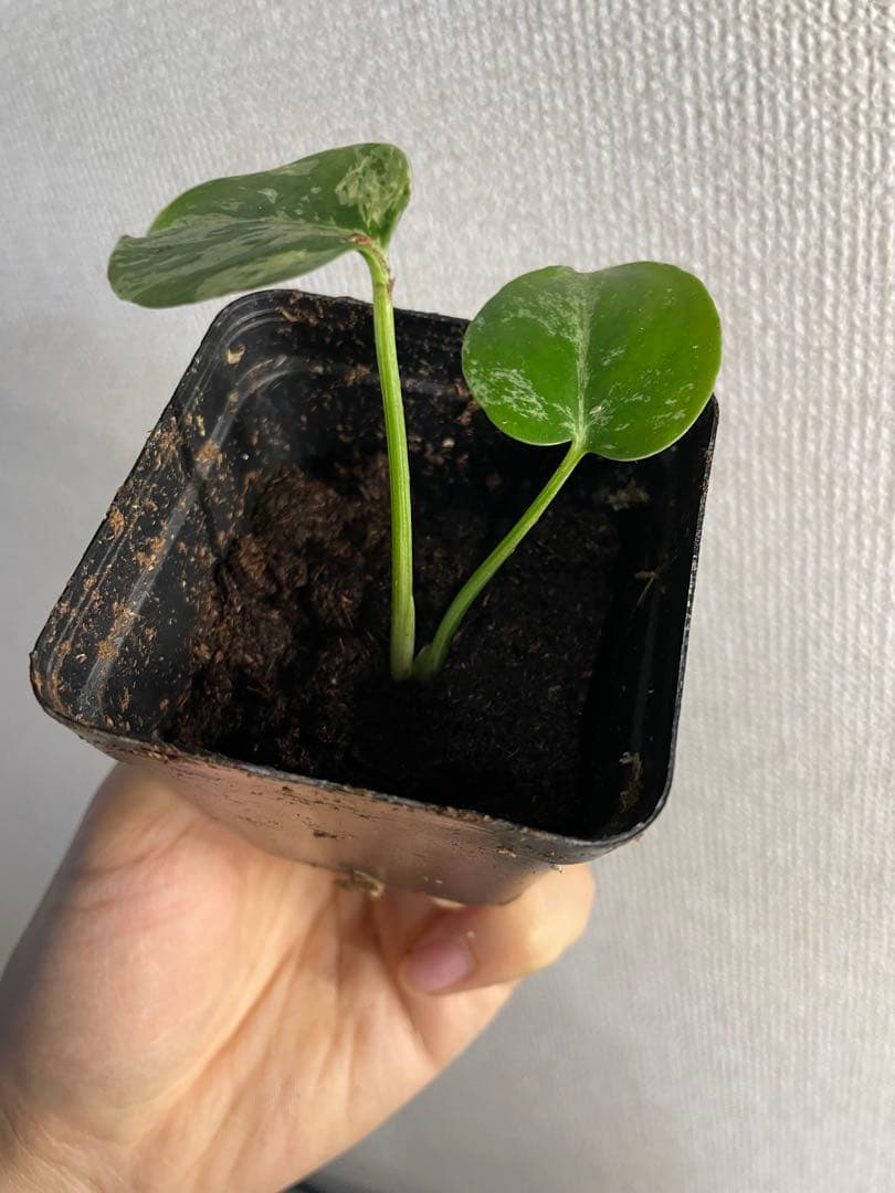 ト*ヲ様 モンステラ　デリシオーサ　バルバソー