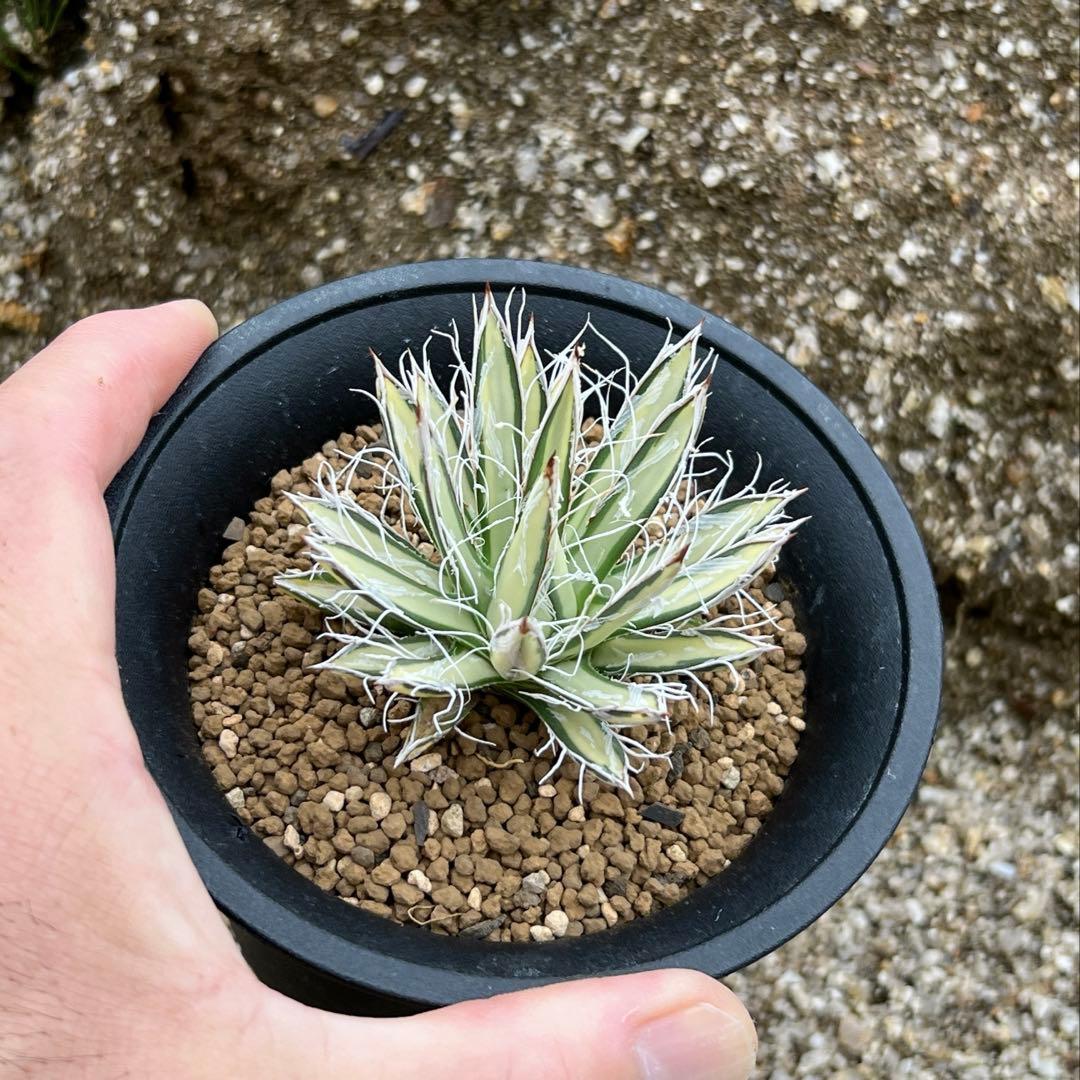 アガベ　姫乱れ雪錦　白中斑　希少