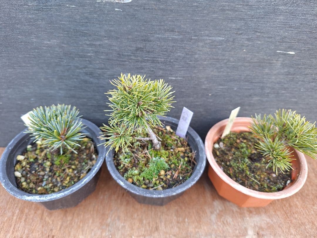 【専用商品】八房五葉松　9鉢セット