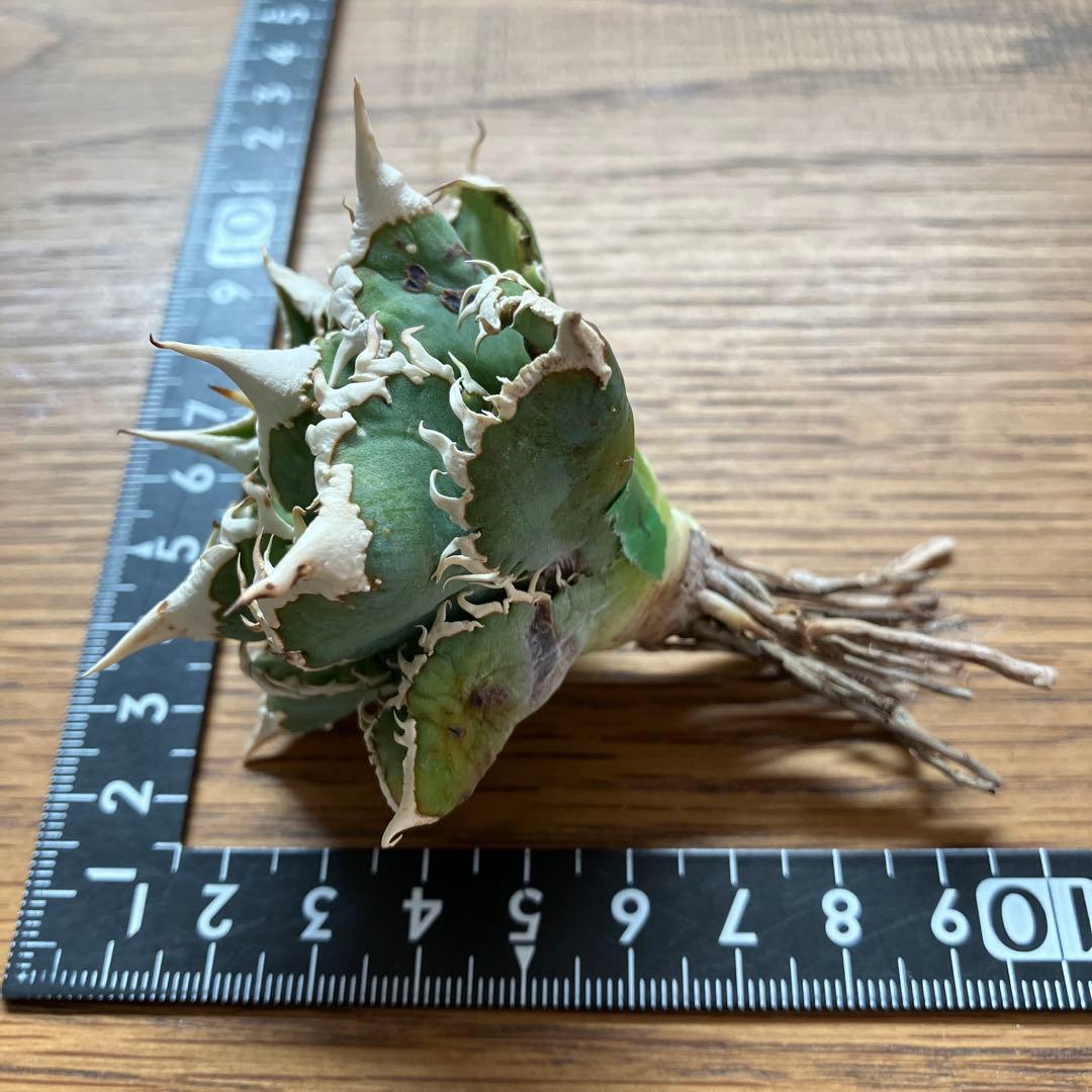 H*C様 【オークション】①選抜　特選　太棘 アガべ　チタノタ　白豪刺　TC 上