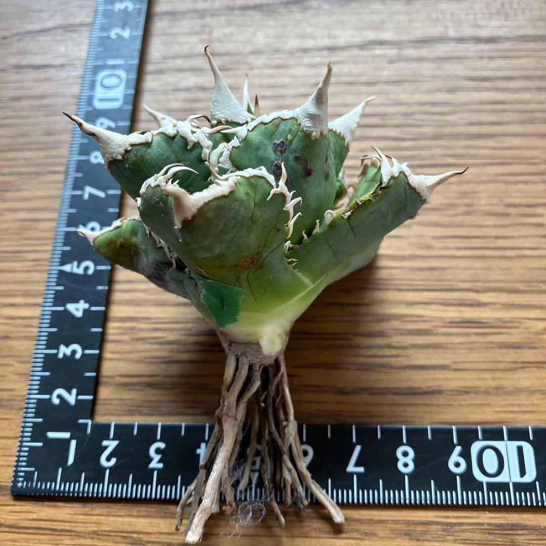 H*C様 【オークション】①選抜　特選　太棘 アガべ　チタノタ　白豪刺　TC 上