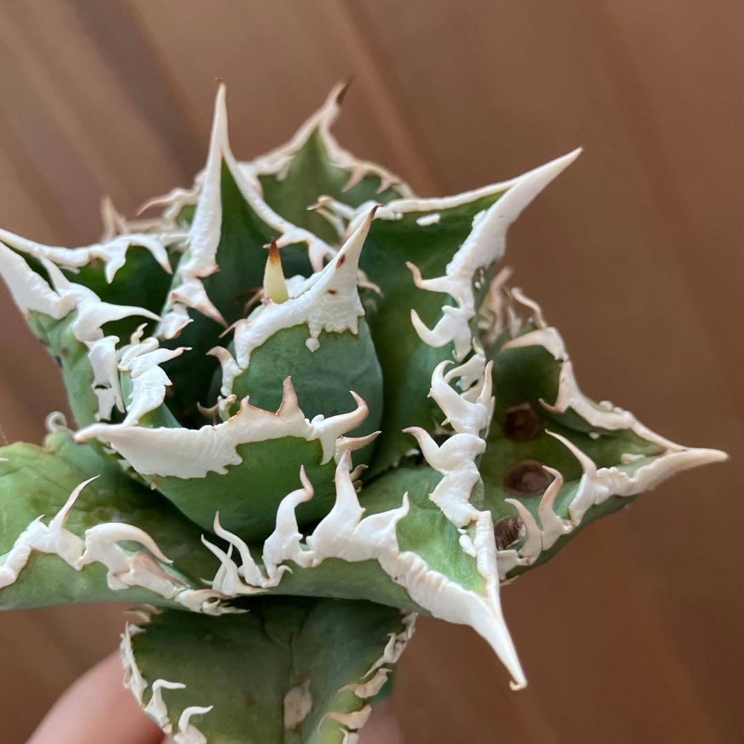 H*C様 【オークション】①選抜　特選　太棘 アガべ　チタノタ　白豪刺　TC 上