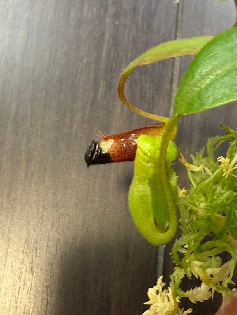 食虫植物N. rajah x villosa #NNN