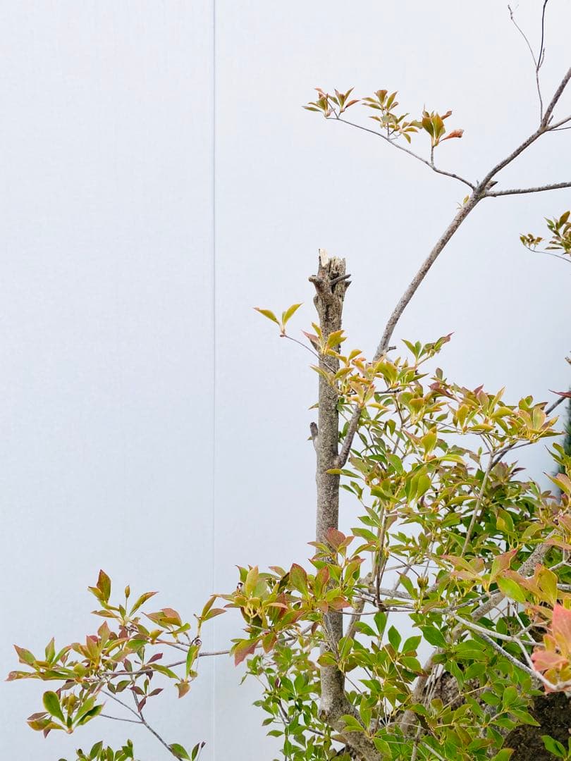 山採りドウダンツツジ　白花/816