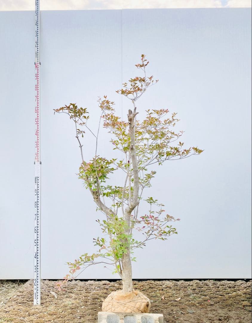 山採りドウダンツツジ　白花/816