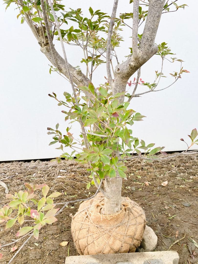 山採りドウダンツツジ　白花/816