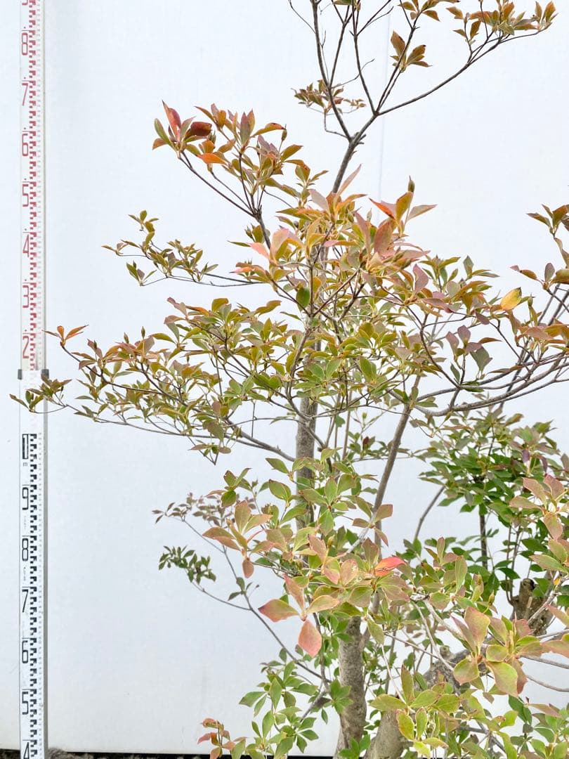 山採りドウダンツツジ　白花/816