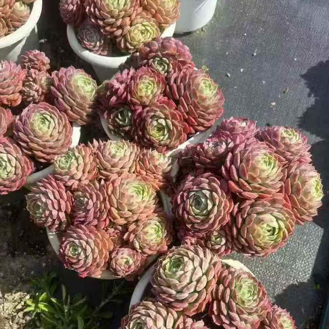 Top【選抜株】多肉植物　21288トラフィックライト 12個　鉢無し