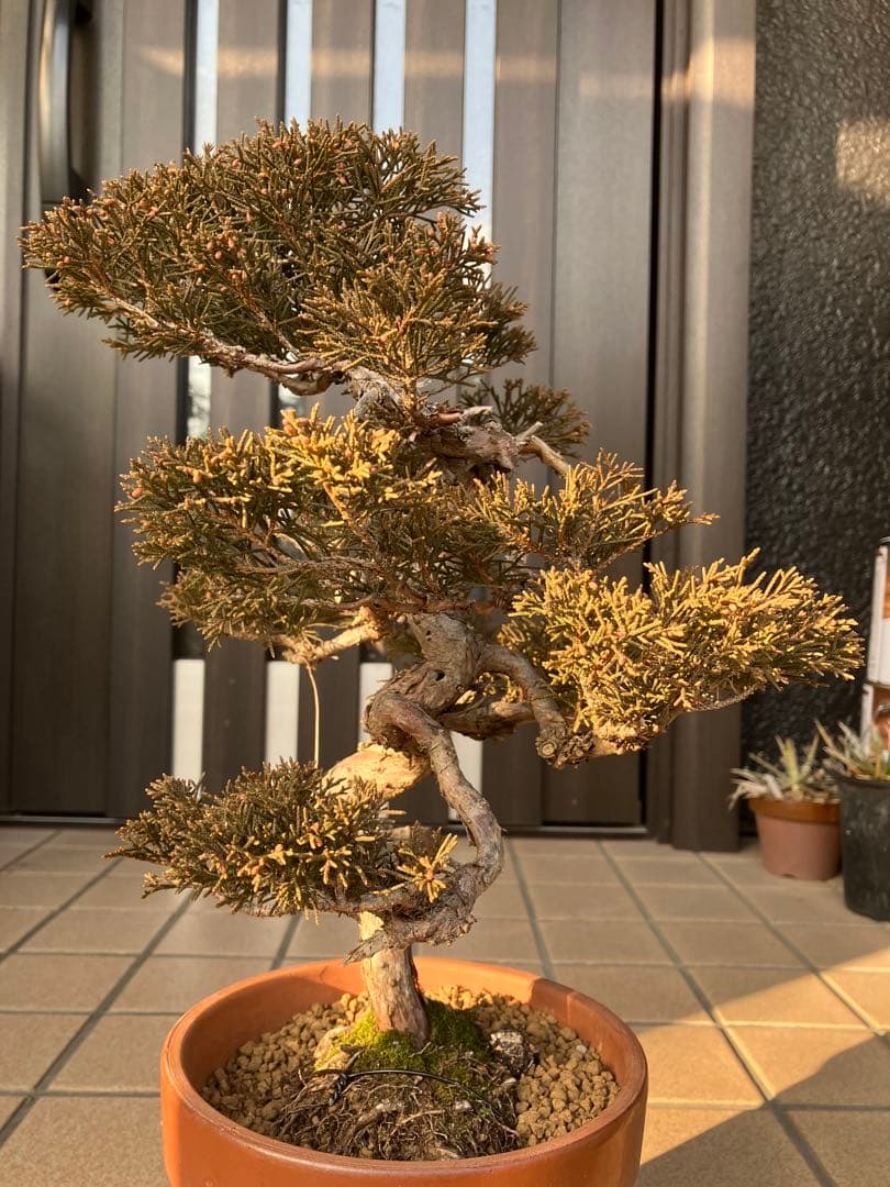 ◉真柏糸魚川　模様木　極上品　大特価！早いもの勝ち