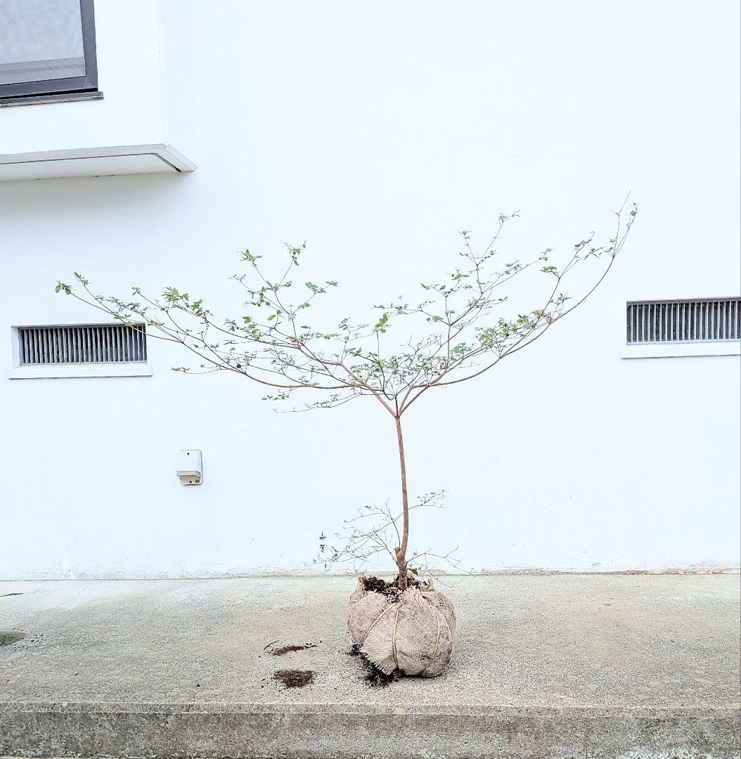 祝の盃形。。山採りヤマツツジ。