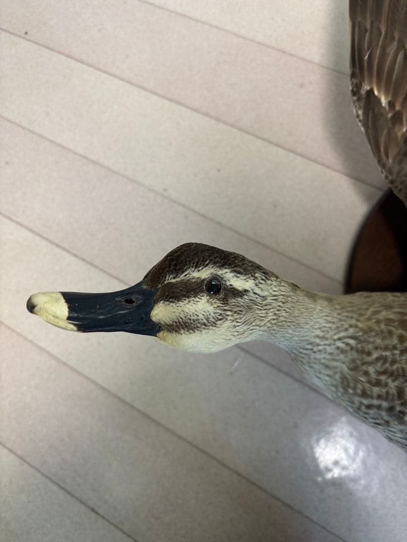 鳥の剥製　鴨　美品　壁掛け