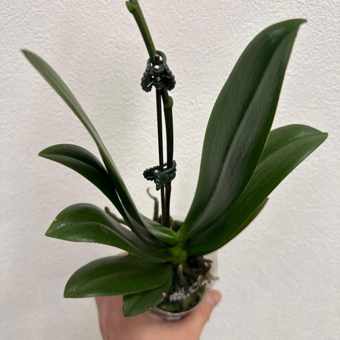 洋ラン洋蘭胡蝶蘭交配種コチョウラン Phal.Rea レア