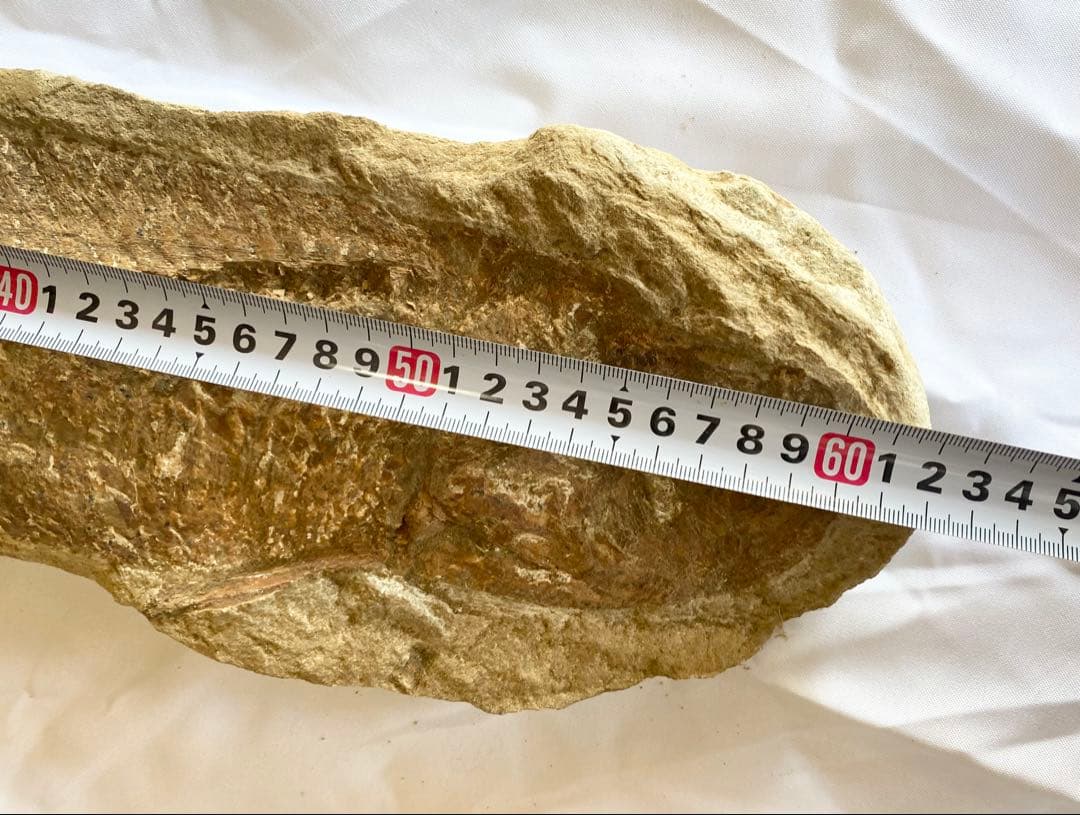 ブラジル産　魚の化石　重さ5kg 長さ62.3cm 幅14.7cm ②