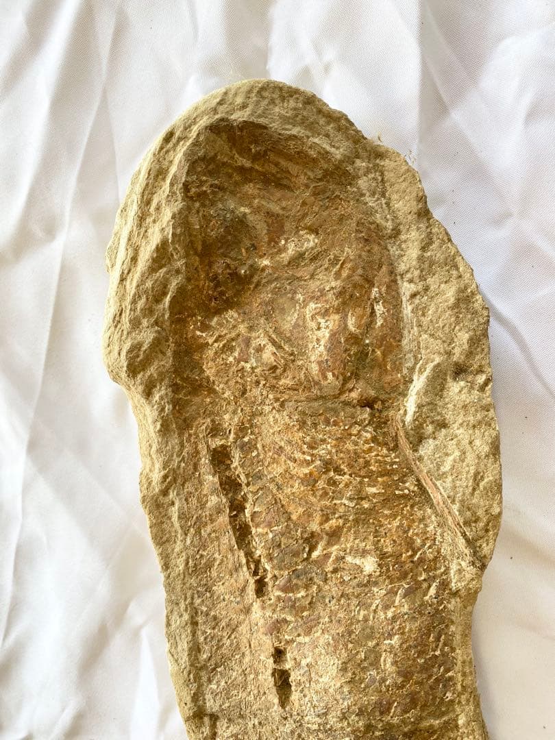 ブラジル産　魚の化石　重さ5kg 長さ62.3cm 幅14.7cm ②