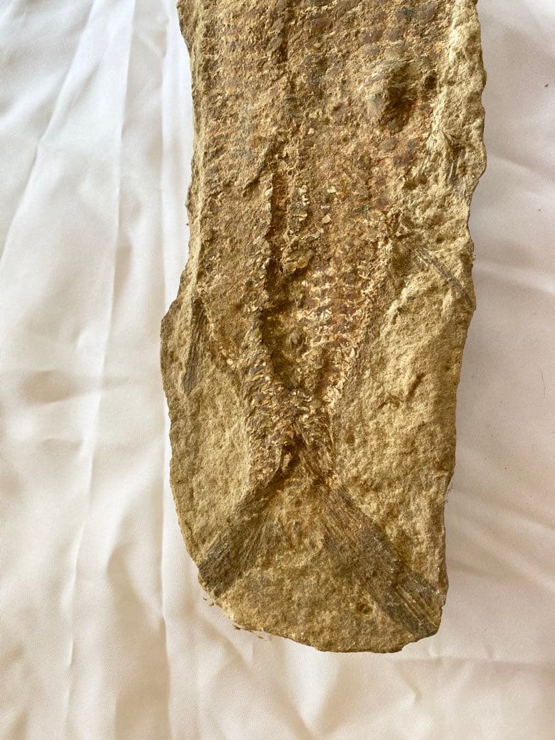 ブラジル産　魚の化石　重さ5kg 長さ62.3cm 幅14.7cm ②