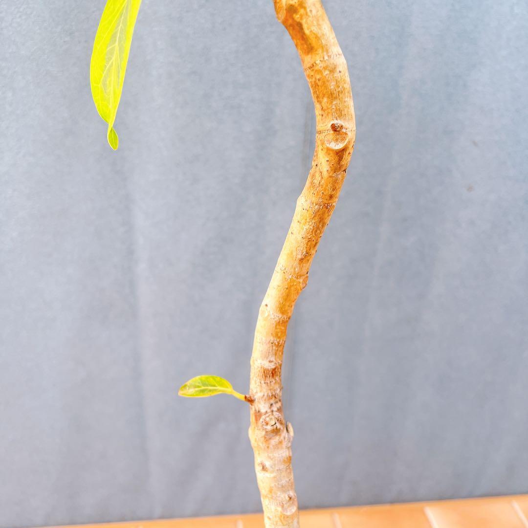 現品　フィカス　ゴムの木　アルテシマ　曲がり　12番　観葉植物　インテリア