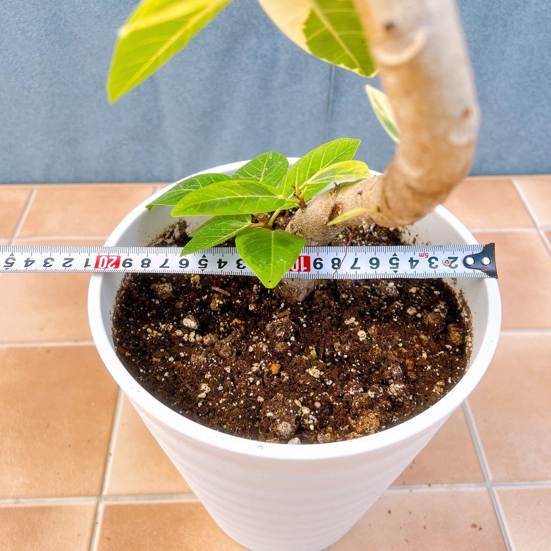 現品　フィカス　ゴムの木　アルテシマ　曲がり　12番　観葉植物　インテリア