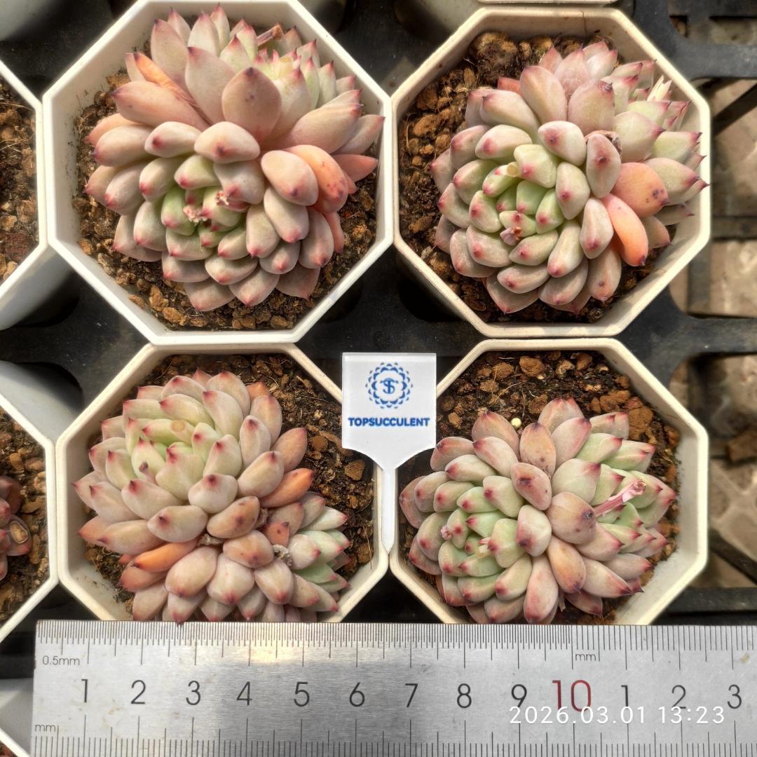 Top【選抜株】多肉植物　21063ピンクエレファント35個　鉢無し/脱土