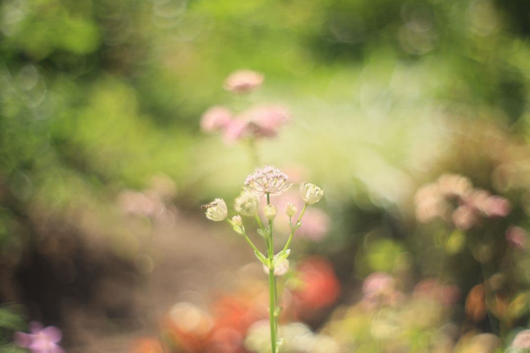 《希少》C.C. Petri Orikkor 50mm F2（M42）【良品】